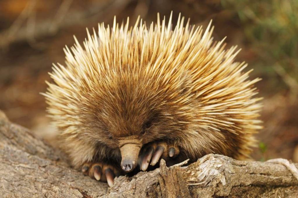 mammals_echidna-1030x685