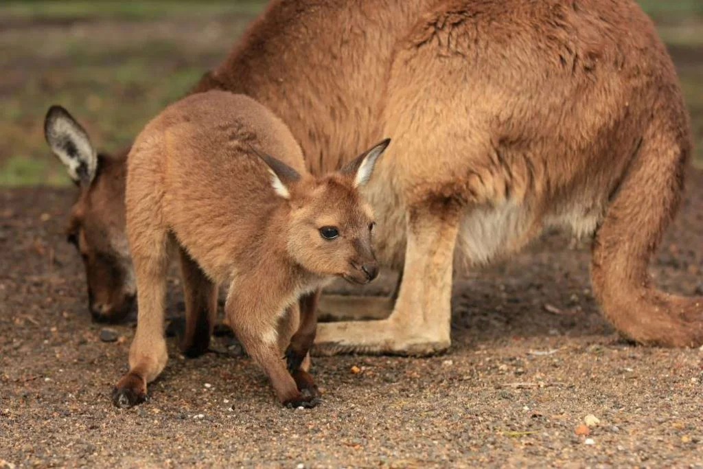 Kangaroo Island Family