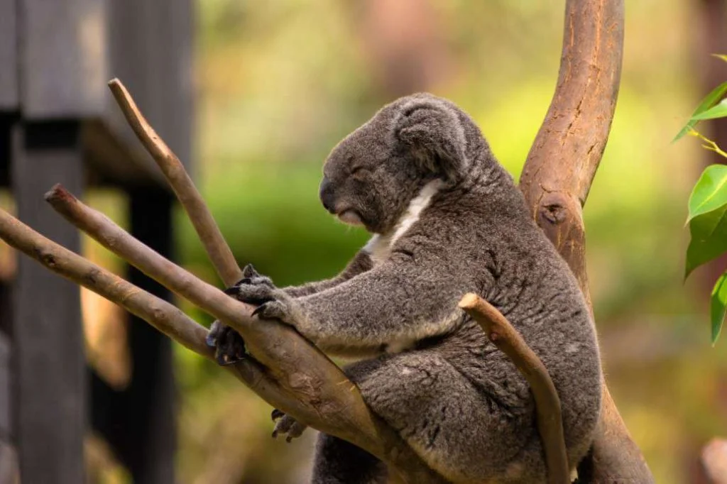 mammals_koala3-1030x686