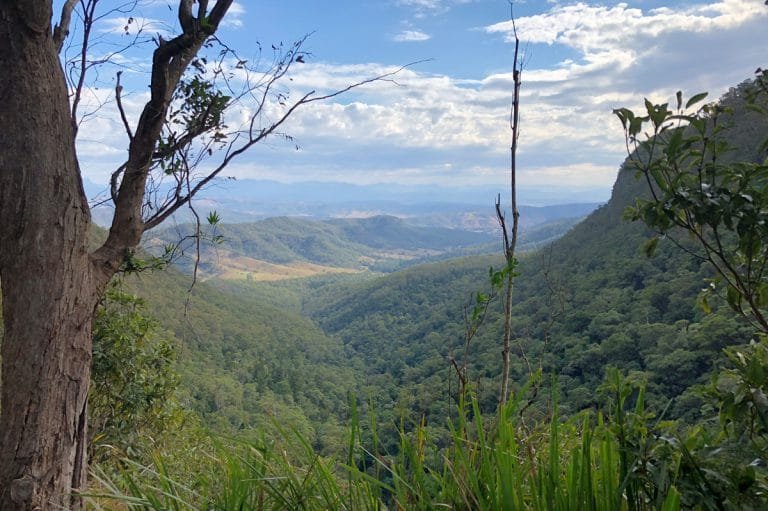Bunyip Tree | Lamington National Park